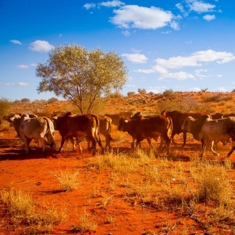 carbon farming method beef herd management