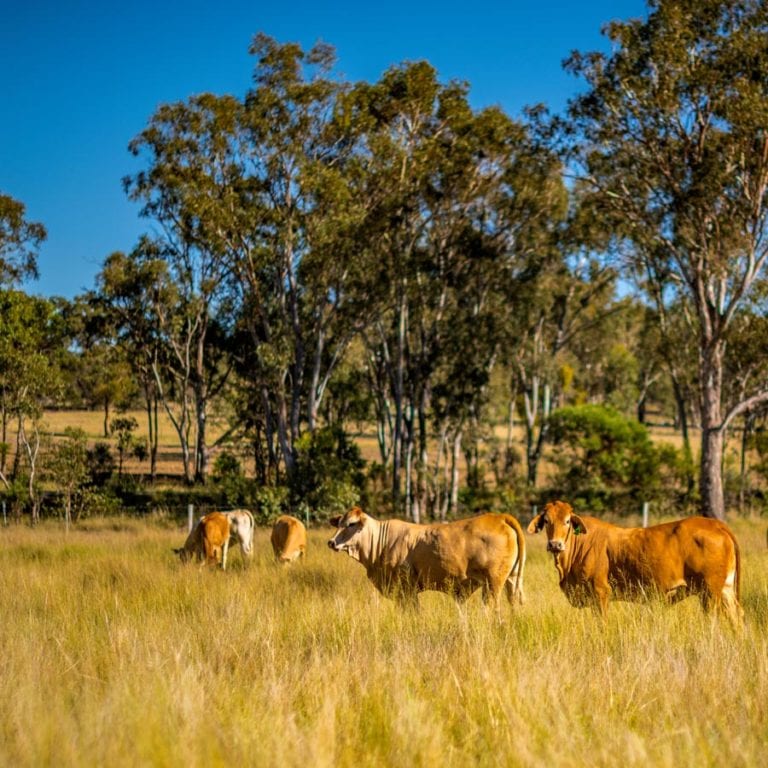 beef herd management carbon farming Australia
