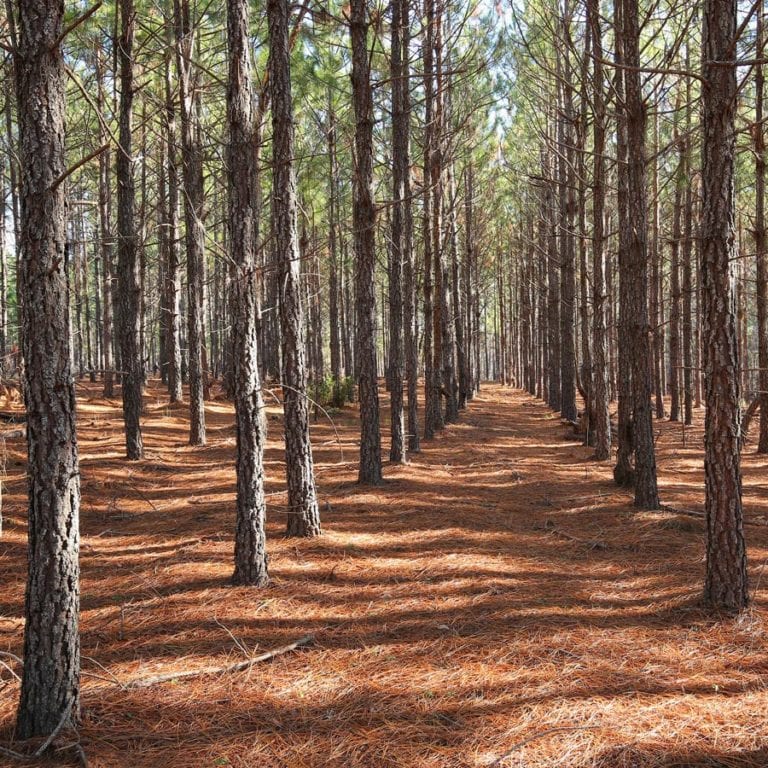 carbon method plantation forestry square