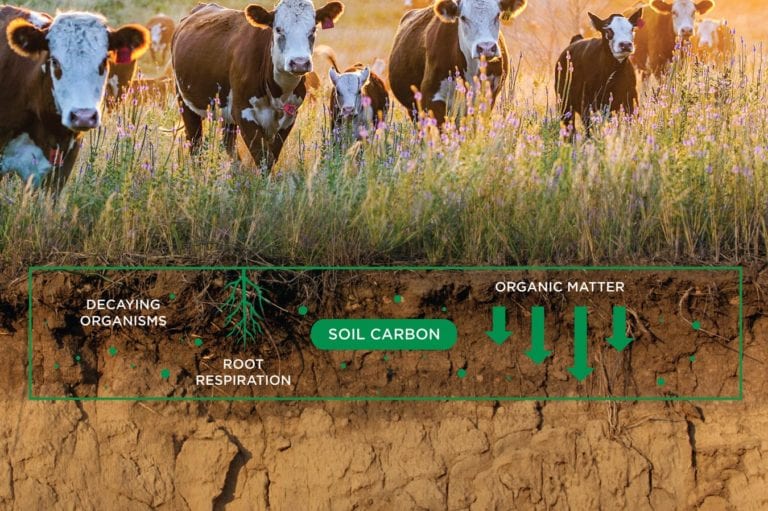 how soil carbon works