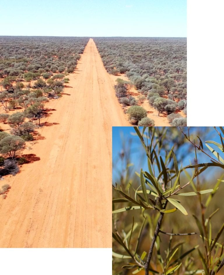 humain induced regeneration wa rangelands