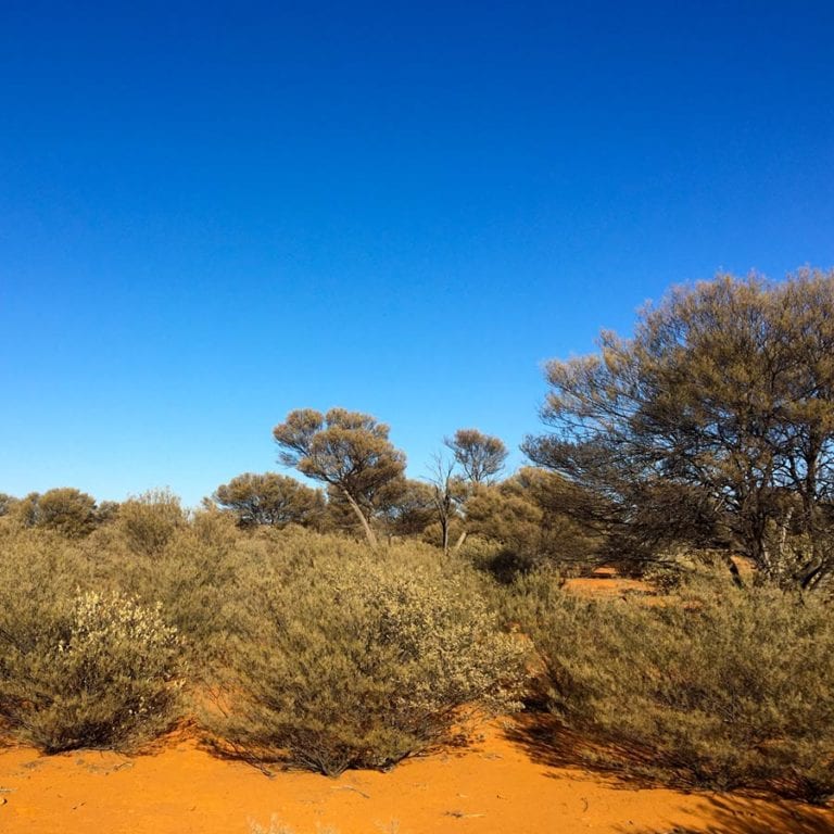 human induced regeneration mulga wa Australia