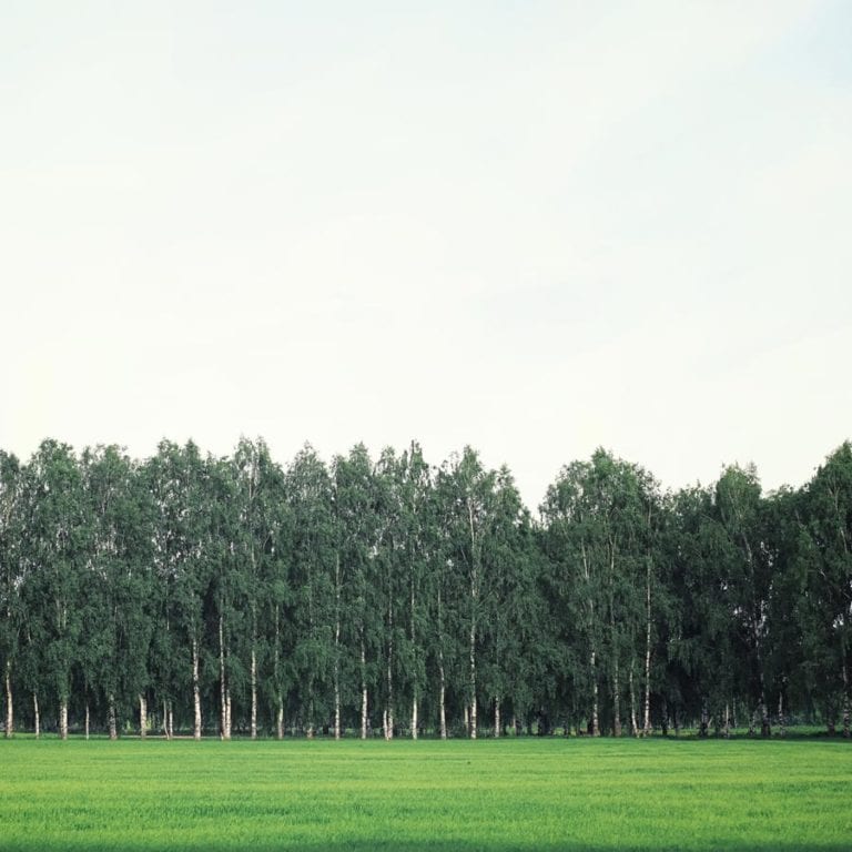 new farm forestry plantations