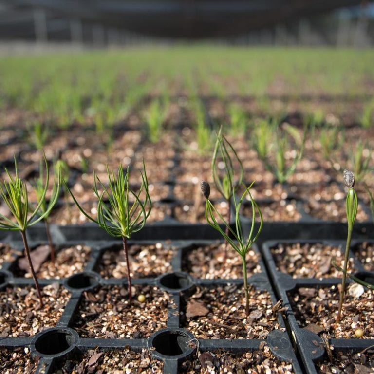 plantation project seedlings