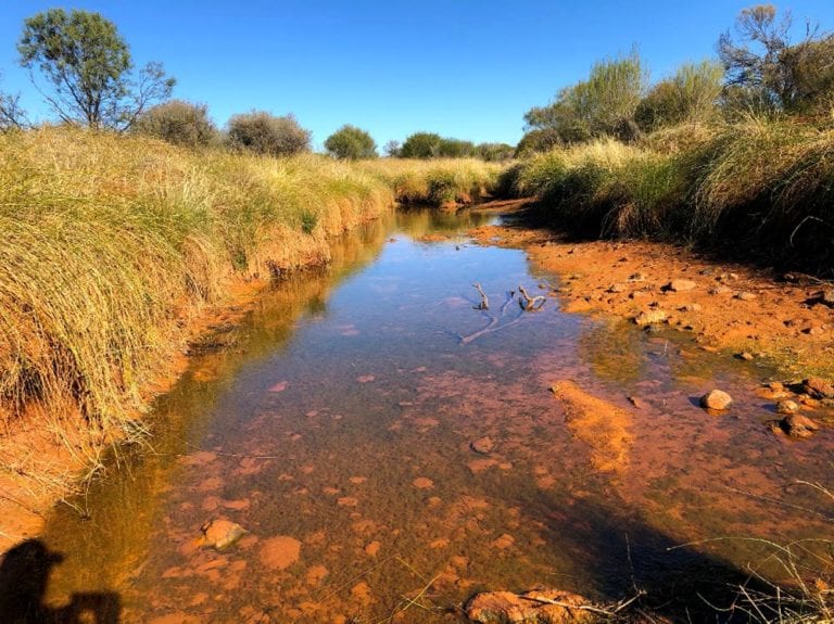 rehabilitating pindabunnas flat land using grazing animals
