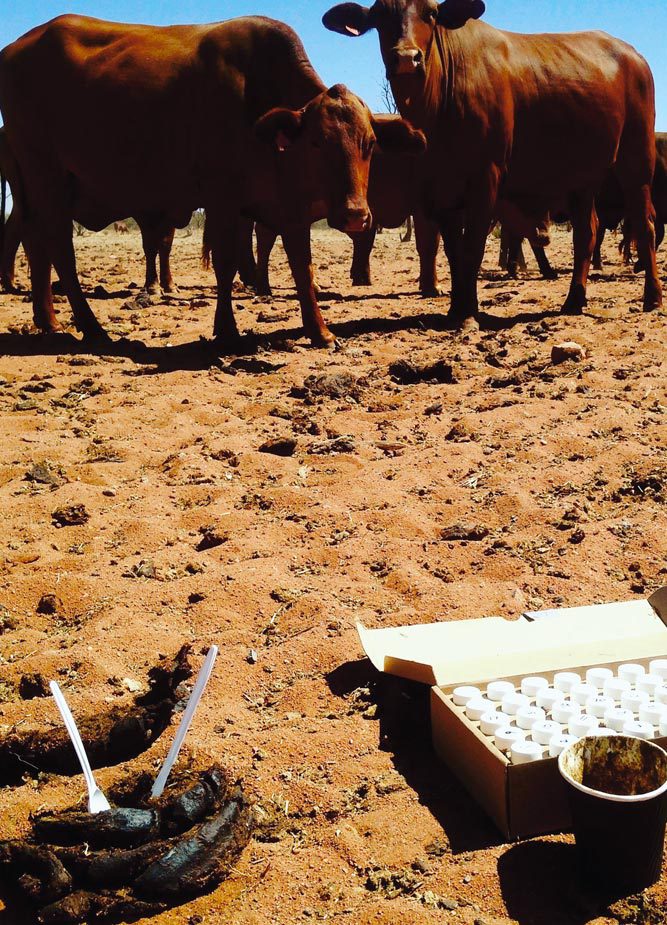 Select Carbon are partnering with the University of Western Australia (UWA) and Meat and Livestock Australia (MLA) to bring you a research project that will be carried out in the Southern Rangelands of WA