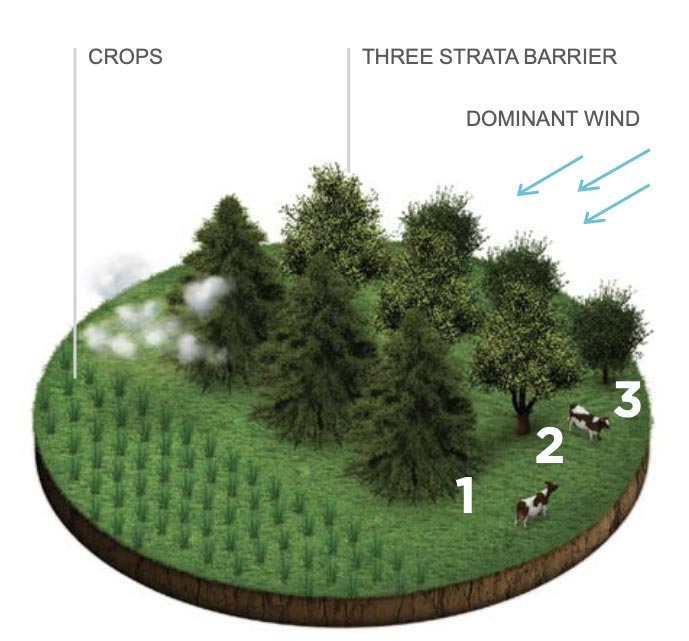 shelterbelt plantings land management infographic