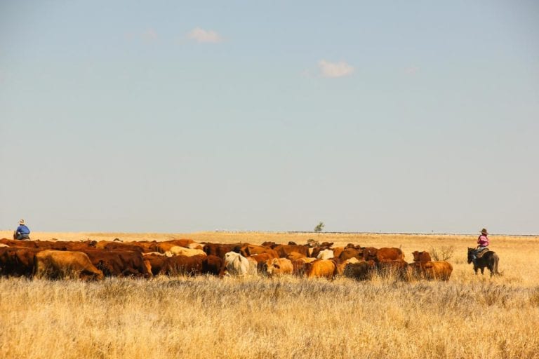 western australia pastoralists carbon farming