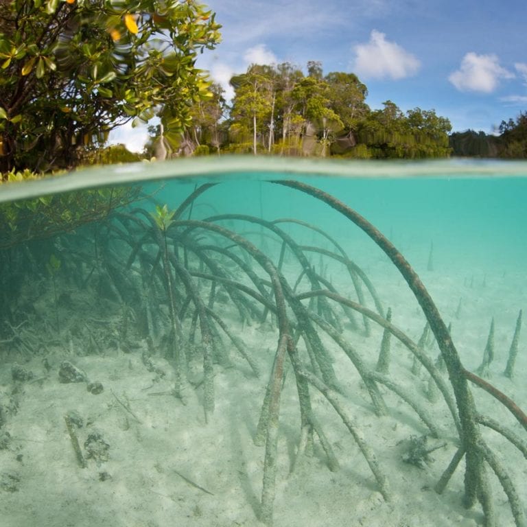 blue carbon mangroves
