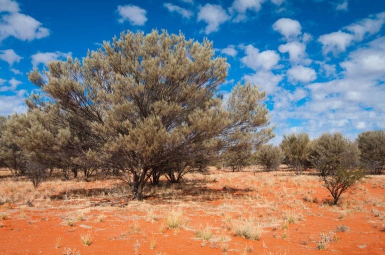 western rangelands carbon regeneration project
