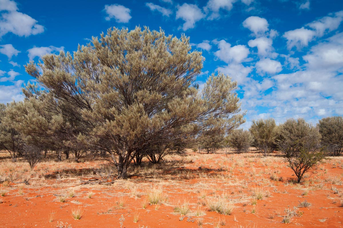western rangelands carbon regeneration project